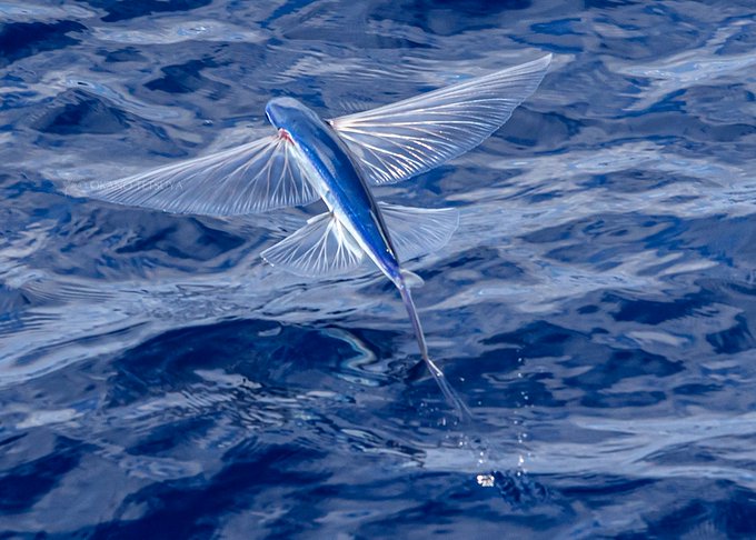 トビウオのtwitterイラスト検索結果 古い順