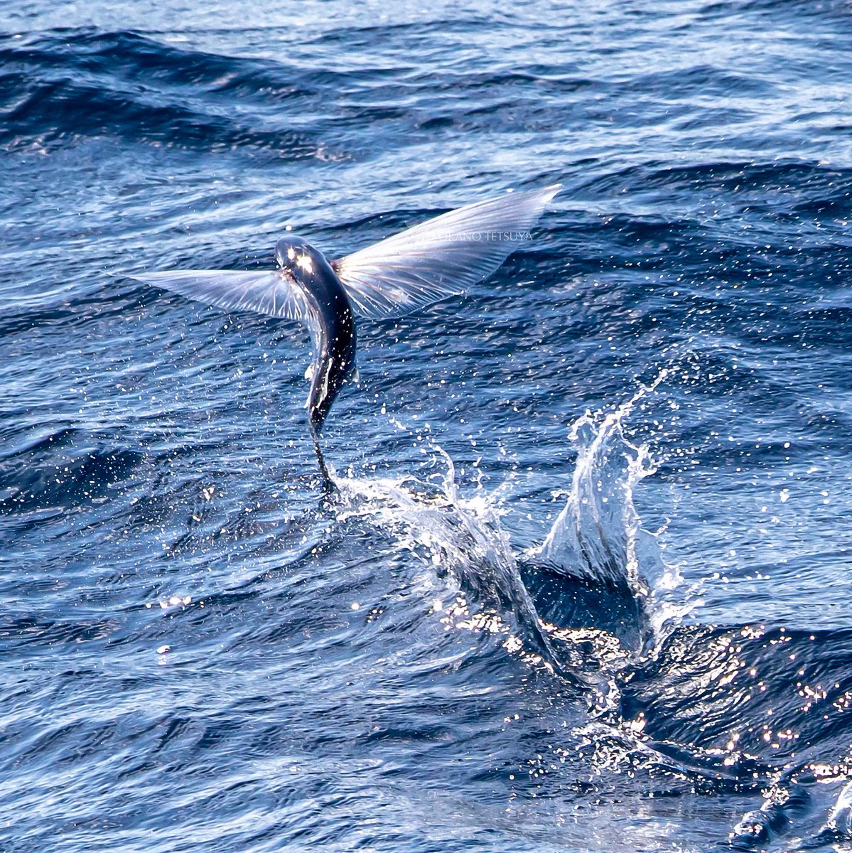 T Okano Na Twitter トビウオの飛行の様子 別個体 多く目撃する飛行例です 8枚目 尾鰭下葉が海面につくと下半身をさらに曲げて海面を蹴って再加速する時もあります 飛び出し直後の加速時と同じです 加速 滑空 再加速 滑空というように繰り返して遠くまで