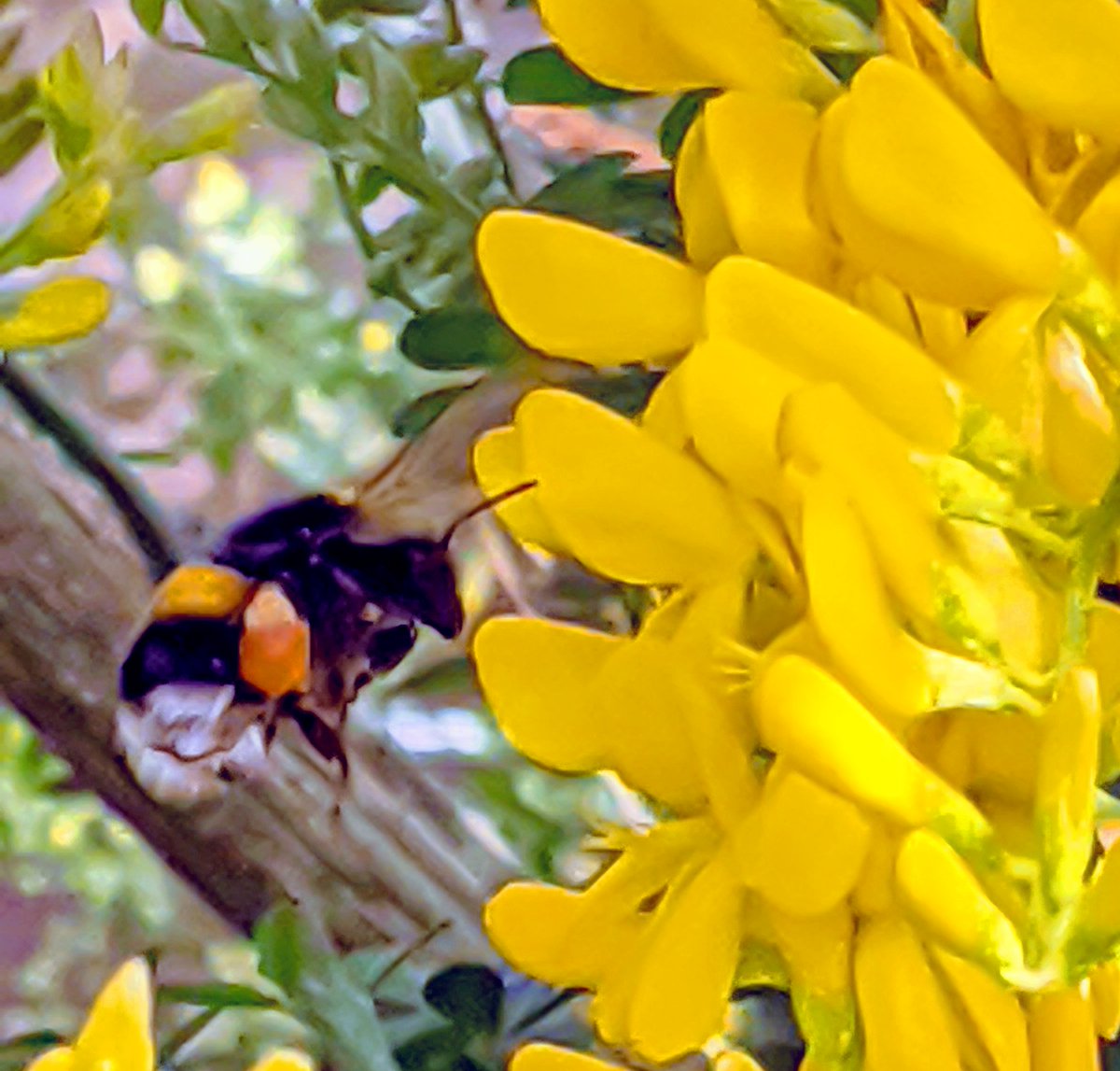 Lisa Benton tweet media