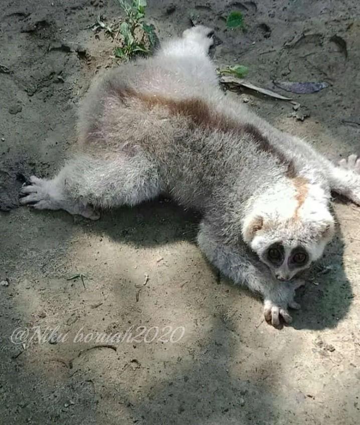 Nikuboruah1's tweet photo. #Nature #Animals #village #wildlifephotography
Very beautiful animals.
Local name #Meseka...but I don't no others named...📷 https://t.co/DpLwUfCiRr