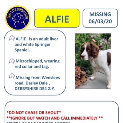 Where are you Alfie?😔
Pls keep sharing/checking selling sites.
Be extra observant, has your neighbour got a new #Springer #spaniel similar to Alfie/is their a new dog like him being walked in the area. Please msg 1 of admin with any info so we can check it out <a href="/DerbyNews_OrgUK/">DerbyNews</a>