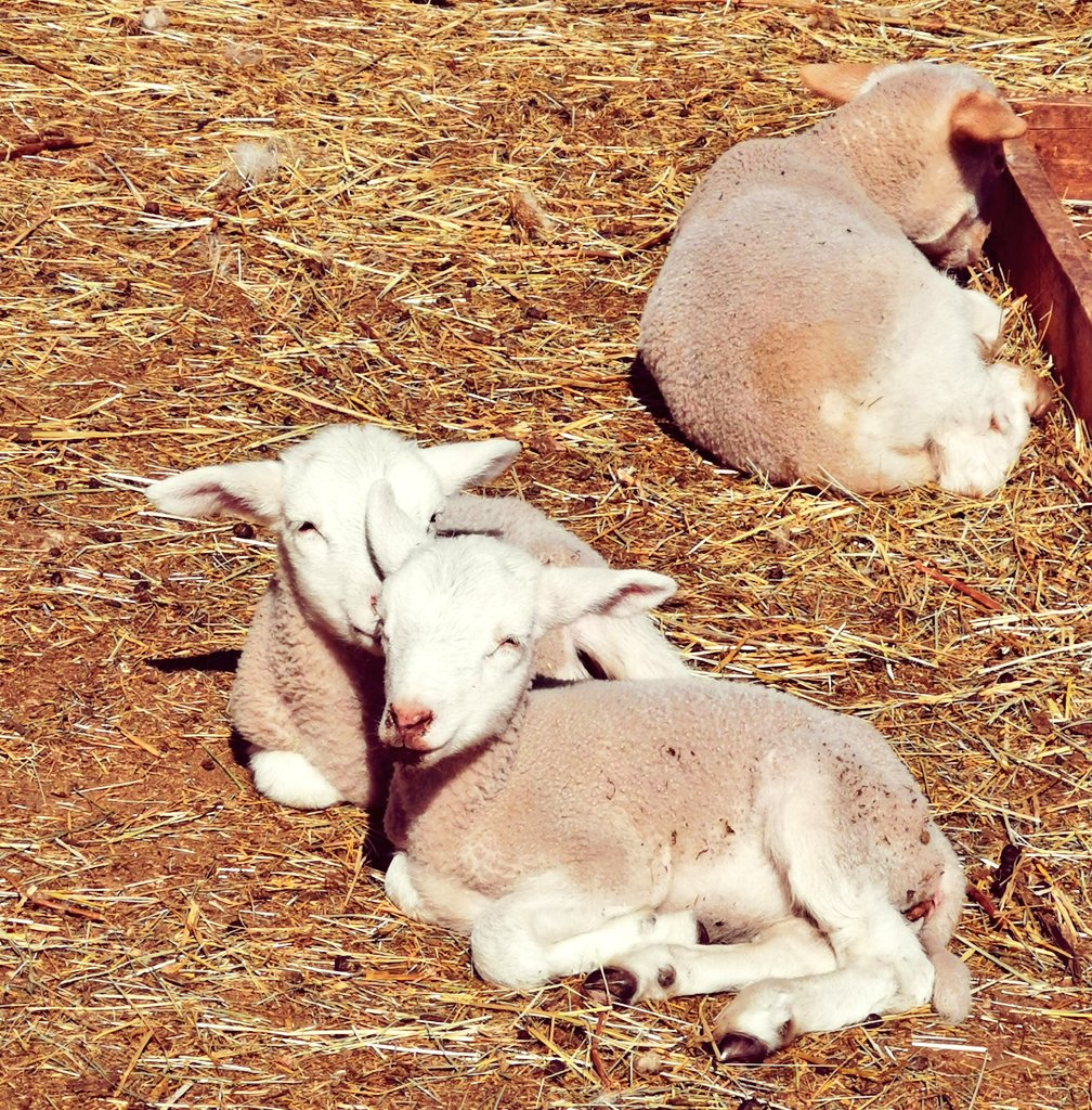SandrasZiegen's tweet photo. So nun komm ich auch einmal wieder dazu, euch ein paar Impressionen zu zeigen. 🐑💚
#lammzeit #schafe #thüringen https://t.co/lN998jIKAS