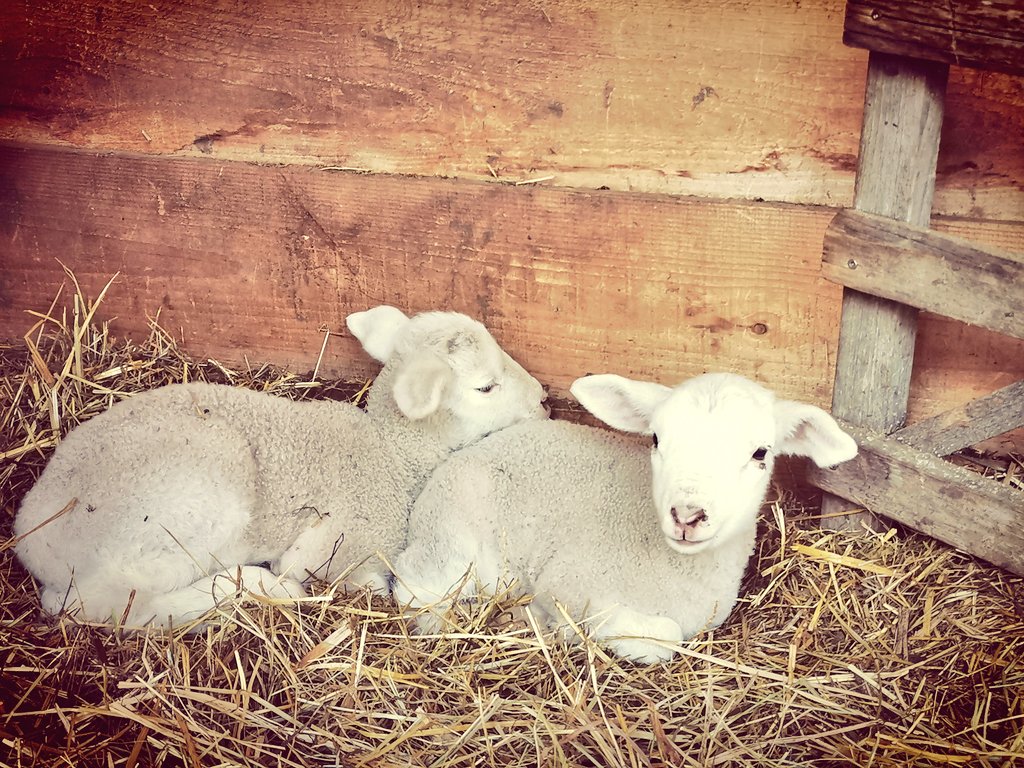 SandrasZiegen's tweet photo. So nun komm ich auch einmal wieder dazu, euch ein paar Impressionen zu zeigen. 🐑💚
#lammzeit #schafe #thüringen https://t.co/lN998jIKAS