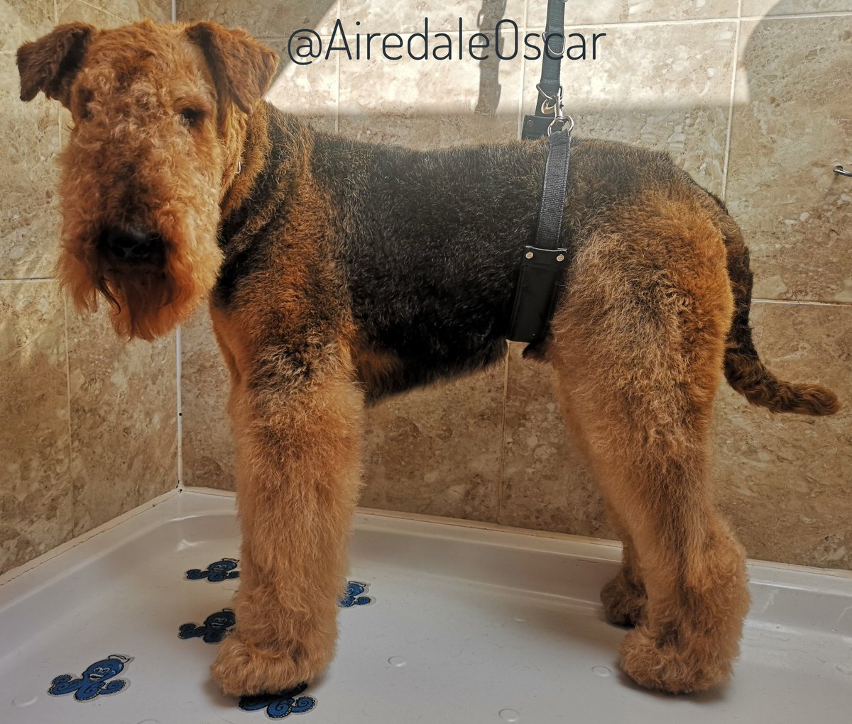 airedale vet