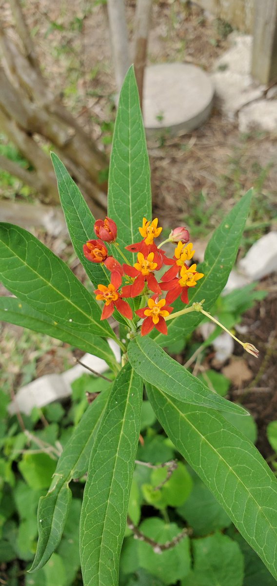 M_TorresHHS's tweet photo. Working from home has made it easier to make sure my flower bed is watered regularly.  Here's a sample of some flowers. 
1) Indian Paintbrush
2) Tropical Milkweek
3) Turk's Cap
4) Lantana https://t.co/lueTblLHe4