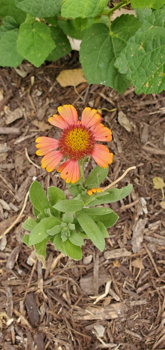 M_TorresHHS's tweet photo. Working from home has made it easier to make sure my flower bed is watered regularly.  Here's a sample of some flowers. 
1) Indian Paintbrush
2) Tropical Milkweek
3) Turk's Cap
4) Lantana https://t.co/lueTblLHe4