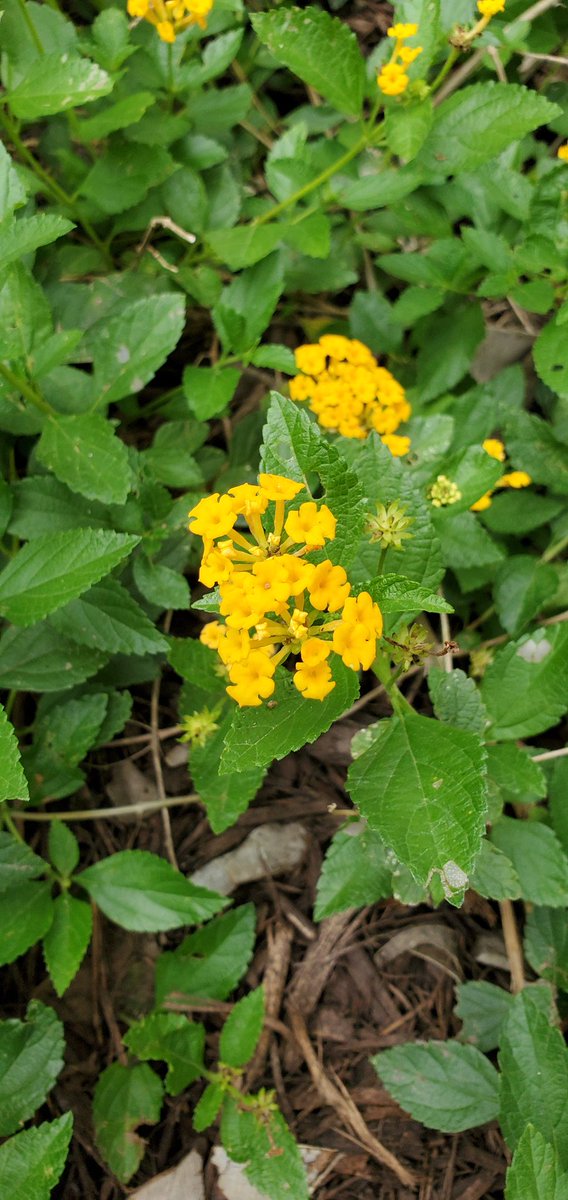 M_TorresHHS's tweet photo. Working from home has made it easier to make sure my flower bed is watered regularly.  Here's a sample of some flowers. 
1) Indian Paintbrush
2) Tropical Milkweek
3) Turk's Cap
4) Lantana https://t.co/lueTblLHe4