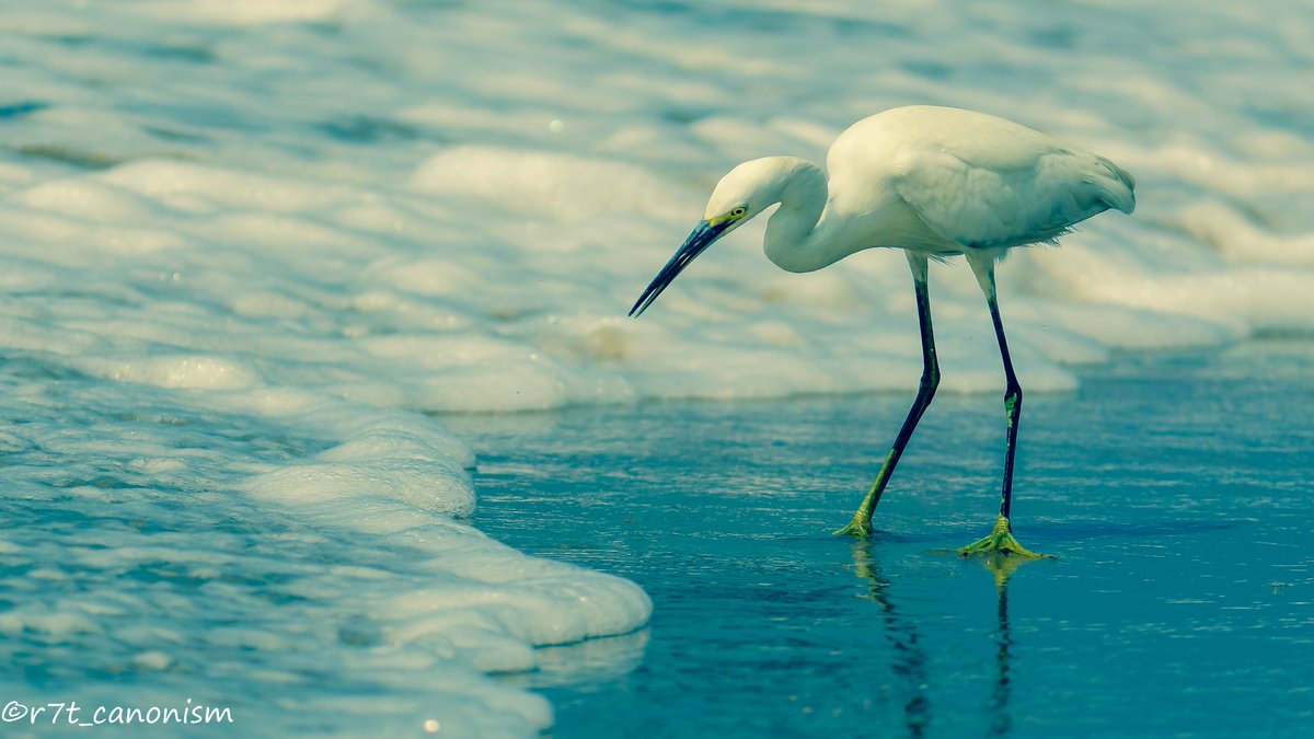 richierich981's tweet photo. #littleegret #egret #egretsofinstagram #egretta #ardeidae #chordata #heron #bird #lightroom #birdphotography #fishingbird #beach #varkala #varkalabeach #seashore #kerala #keralavibes #keralagram  #keralatourism #godsowncountry   #mycanonstory #cliffbeach #r7t_canonism https://t.co/002QVLfEBk