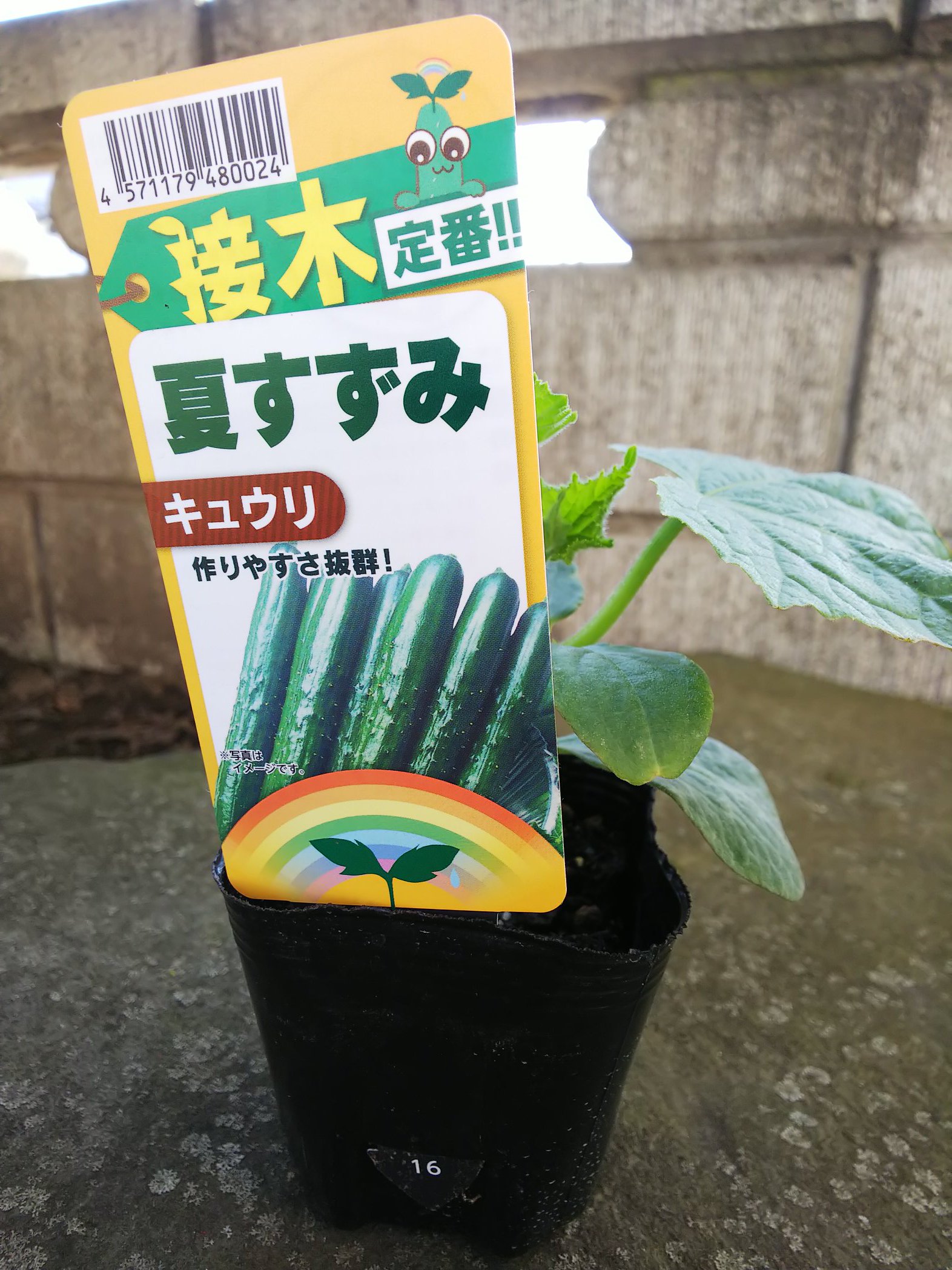 信州発 家庭菜園 Q S Natural Garden ミニキュウリ の特徴 一節にいくつも実ができます すぐ肥大するし沢山できるし 収穫が大変になりますよ キュウリ 夏野菜 接木苗 長野 T Co 1z8lusuhbt Twitter