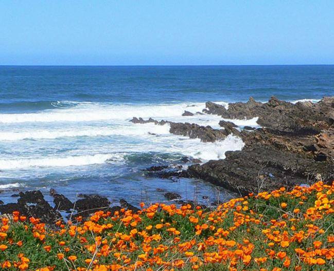 MPAMonday Livestream Point Buchon 🌊🧡
When: TODAY (4/27) at 11 AM – 11:30 AM
Where: Morro Bay State Parks Facebook Page
@MorroBaySPs 
Join us for #MPAMonday for a virtual look into the Point Buchon Marine Protected Area from Montana de Oro State Park!