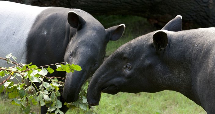 Malayan Tapirs have poor eyesight & active at night. Which also makes them vulnerable to snares, which many a times are for other wildlife. So they get caught in them. A lot of people hunt them for meat. Another big worry for them is deforestation & human activities around. 3/n