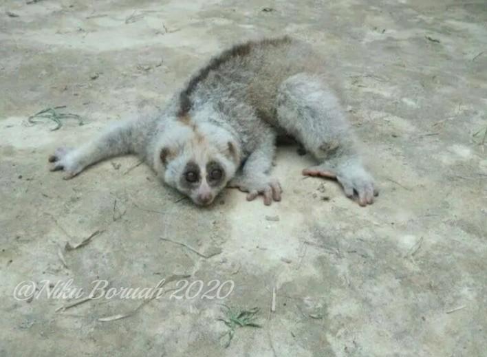 Nikuboruah1's tweet photo. #Meseka ..
#Animals love #wild photo..
Beautiful but poor Photoshoots.📷 https://t.co/NobLS6LtT5