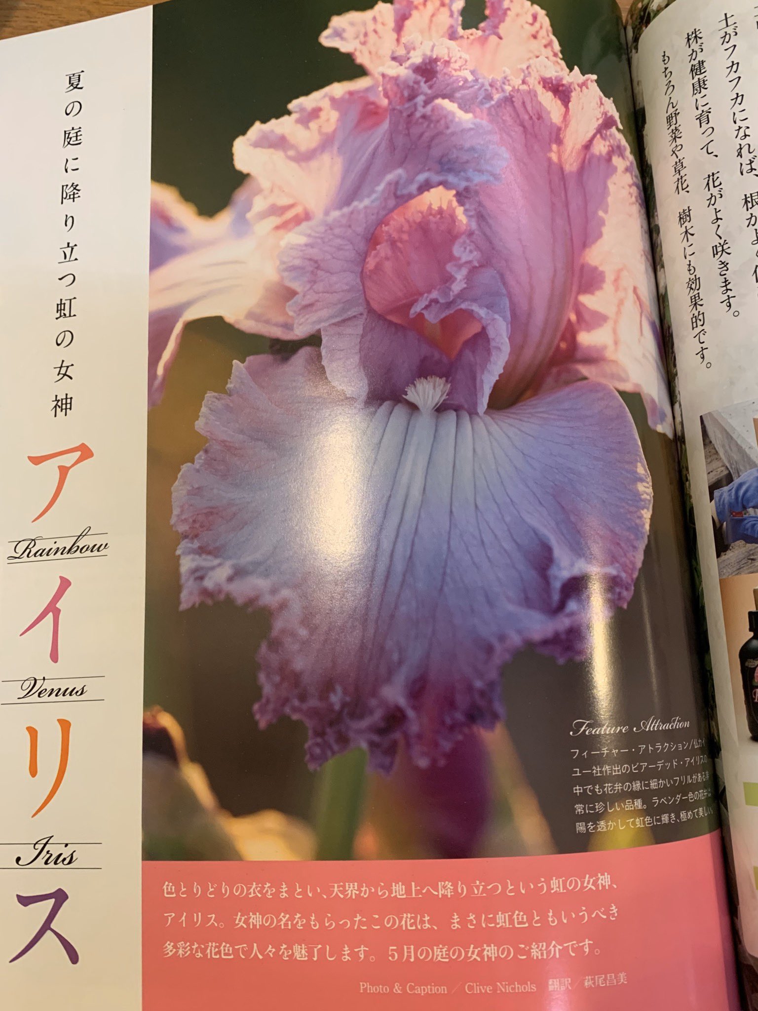 Hanoroses Gbm0817 わぁー 茎が高く伸びましたね どの葉も健康そう 私はジャーマンアイリス はいまいちだったのですが 雑誌であるガラスのベースに生けられたパステルカラーのジャーマンアイリスを見て目がハートになりまして それで