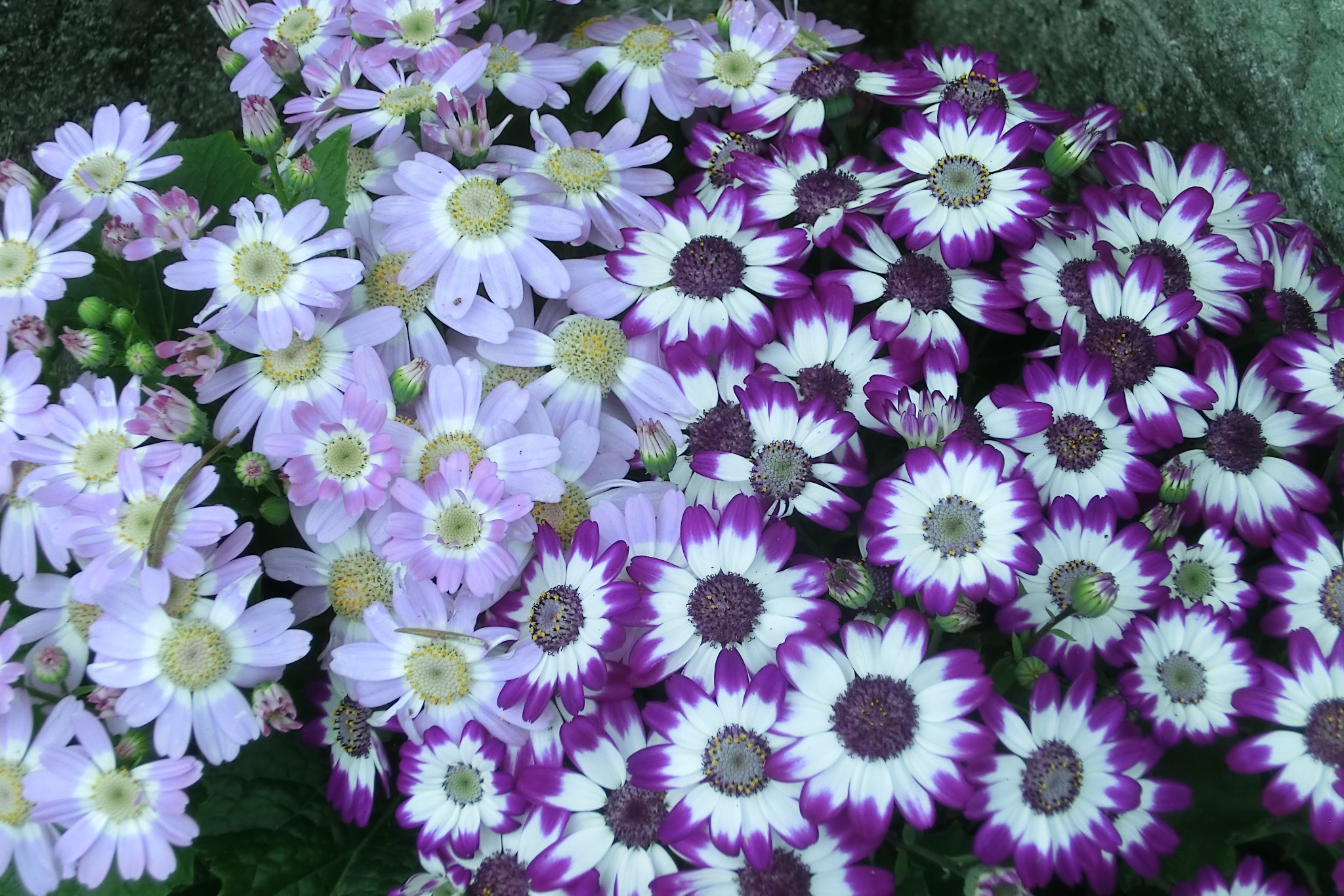 のがみ ゆうじ V Twitter 紫と薄紫の覆輪咲きのサイネリアの花二種の寄せ植え サイネリア のがみ ゆうじ V Twitter 紫と薄紫の覆輪咲きのサイネリアの花二種の寄せ植え サイネリア
