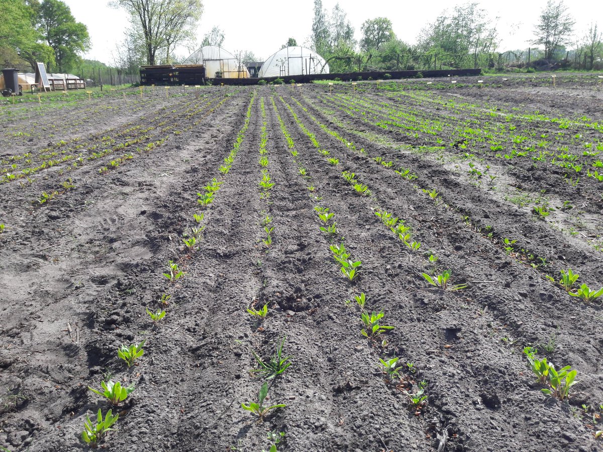Vandaag was nog een uitstekende dag om te schoffelen en micro wieden tussen de bietjes. Klusje dat veel voldoening geeft: keurige rijtjes bietjes! #biologisch #groenten #Maartensdijk #Bilthoven #moestuin #historischemoestuin