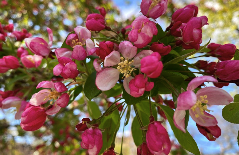 FOPG's tweet photo. Crabapples are beginning their #peakbloom in the #PublicGarden!  #SharingSpring #3, here are two different crabapples, the lovely pink one is at the north end of the (now-filled, thank you again @BostonParksDept) lagoon and the white one is on the Beacon St side. #Boston #spring https://t.co/u0chlc8bfH
