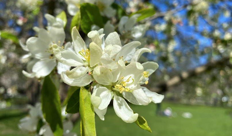 FOPG's tweet photo. Crabapples are beginning their #peakbloom in the #PublicGarden!  #SharingSpring #3, here are two different crabapples, the lovely pink one is at the north end of the (now-filled, thank you again @BostonParksDept) lagoon and the white one is on the Beacon St side. #Boston #spring https://t.co/u0chlc8bfH