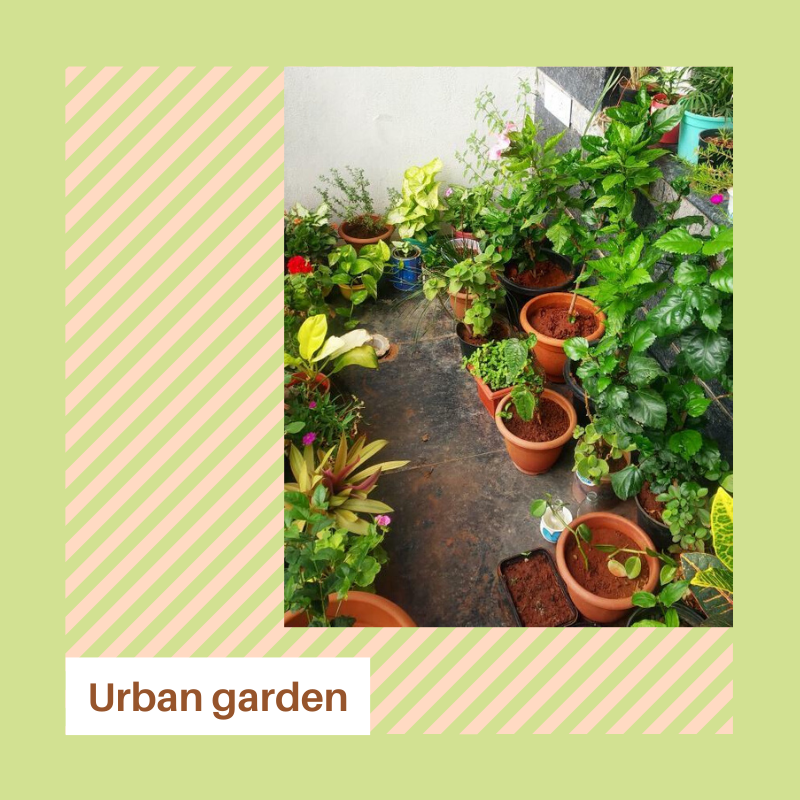 freshtableware's tweet image. We bring to you this month’s #EcoWarrior Haseena who is an active advocate for urban gardening and going green! 

 #DrivingChange #BeTheChange #GoGreen #UrbanGardening  #Sustainability #SustainableLiving
