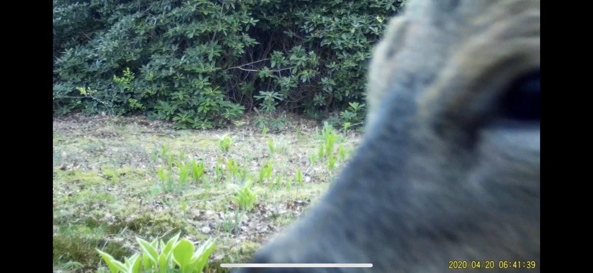 Leef mee met de ree tweet media