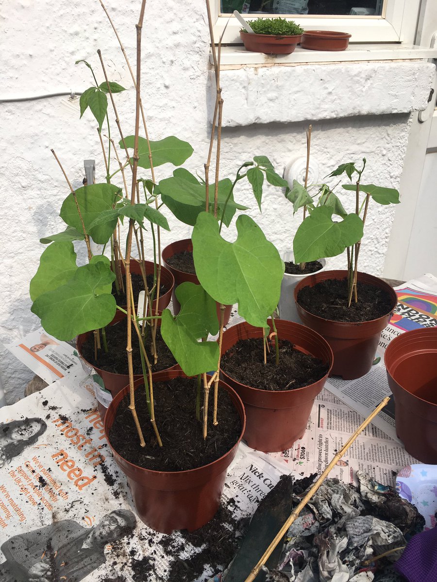 Inordinately proud of these French beans. No idea if they'll produce anything I can eat, but the fact I've not killed the plants (yet) and they've grown this big amazes me.