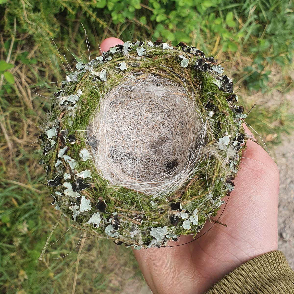 Came across this fallen Chaffinch nest, fortunately fallen before any eggs laid it seems. Absolutely gorgeous nests