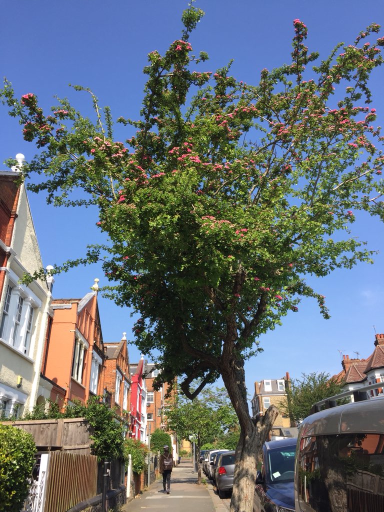 treetalkuk's tweet photo. Came across ‘Paul’s Scarlet’ Hawthorn on today’s #DailyWalk Have you spotted anything new or interesting?
#wellbeing #discovery #TreeTalk #DailyExercise #TreesFromWindows
#BlossomWatch
#VeryBestTree https://t.co/j3xlQVu5bZ