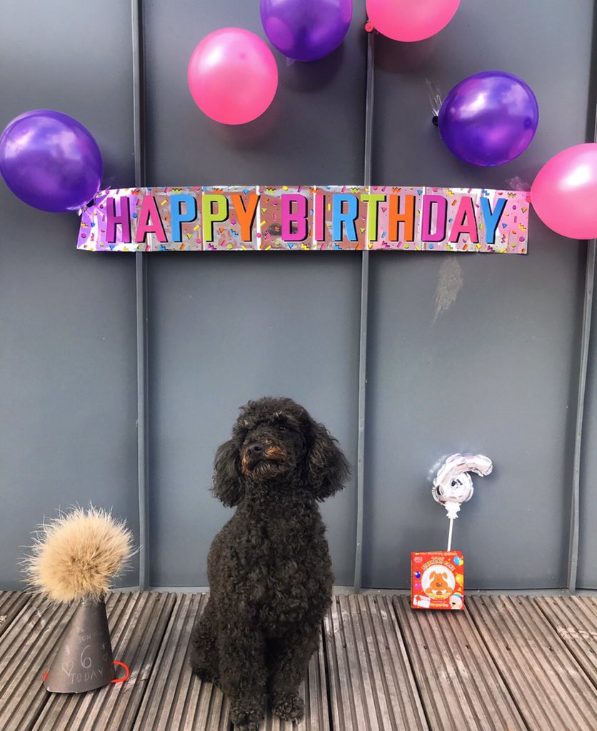 doggydropoff's tweet photo. Happy 6th Birthday Bon Bon 🥳💕✨ handmade party hat just for you 😂✨🐶 #toypoodle #birthday #dogsofmanchester https://t.co/kbCyRyoCmr
