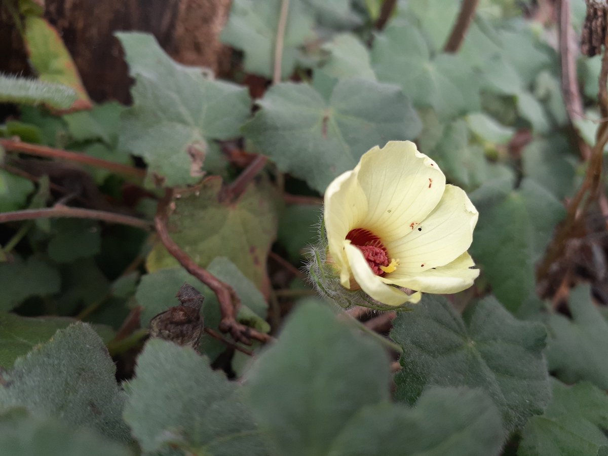 Amor eterno a Pavonia cancellata una Malvaceae tipo hierba decumbente o rastreta, podría ser confundida con una de las sp de churristates (Convolvulaceae).

#Pavonia 
#Malvaceae 
#plants 
#costarica 
#amorvegetal