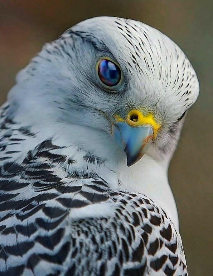 KnowExisted's tweet photo. A stunning Gyrfalcon 

(✎ by redditor joeepeterson03) 

See more wonders of the #cosmos at https://t.co/I3e7ywffIp https://t.co/YL41J5jlvQ