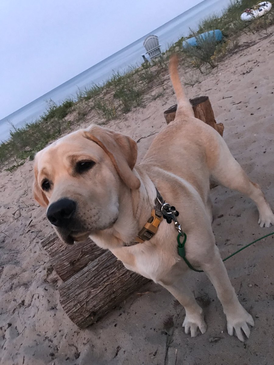 Meet Hank! He loves hanging out while I am planning for elearning but he can’t wait to get back to the lake to go swimming. <a href="/PLEgators/">Palmetto Elementary</a> <a href="/collierschools/">Collier County Public Schools</a> #ccpsproud