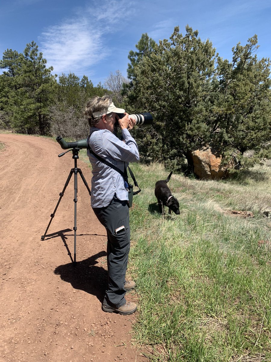 sky_lepidus's tweet photo. We’ve been getting out doing a lot of hiking and birding. My mom got 62 species yesterday while the chunk of dog and I hiked 5 mile. #SocialDistancingOutside #hiking #birding #dogsoftwitter https://t.co/xNZZk3k9ID