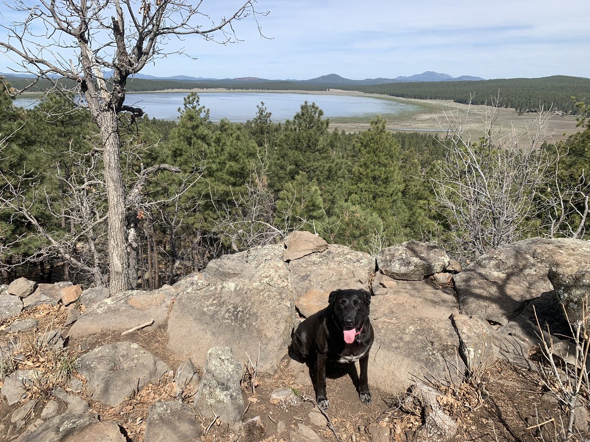 sky_lepidus's tweet photo. We’ve been getting out doing a lot of hiking and birding. My mom got 62 species yesterday while the chunk of dog and I hiked 5 mile. #SocialDistancingOutside #hiking #birding #dogsoftwitter https://t.co/xNZZk3k9ID