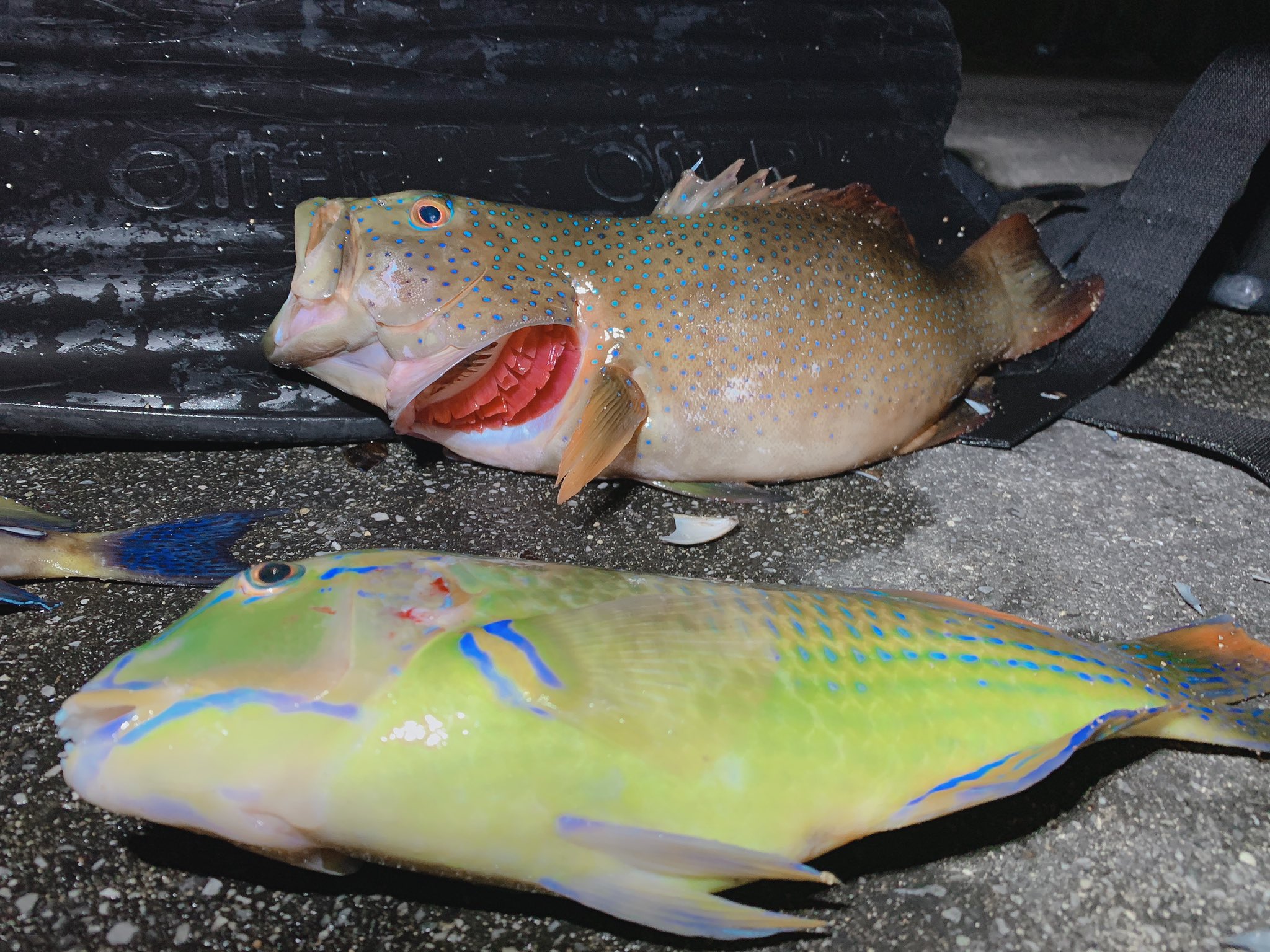 勇者カツオ 沖縄三大高級魚アカジンとマクブ制覇 初ゲットとしては良いサイズ T Co 7kodq6yre8 Twitter