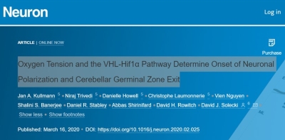 PaediatCam's tweet photo. Oxygen Tension and the VHL-Hif1α Pathway Determine Onset of Neuronal Polarization and Cerebellar Germinal Zone Exit, with #DavidRowitch as a co-author, published now in @NeuroCellPress. https://t.co/QejrpVOg8c. #vascularization #neuronaldifferentiation https://t.co/QvoePZwx3i