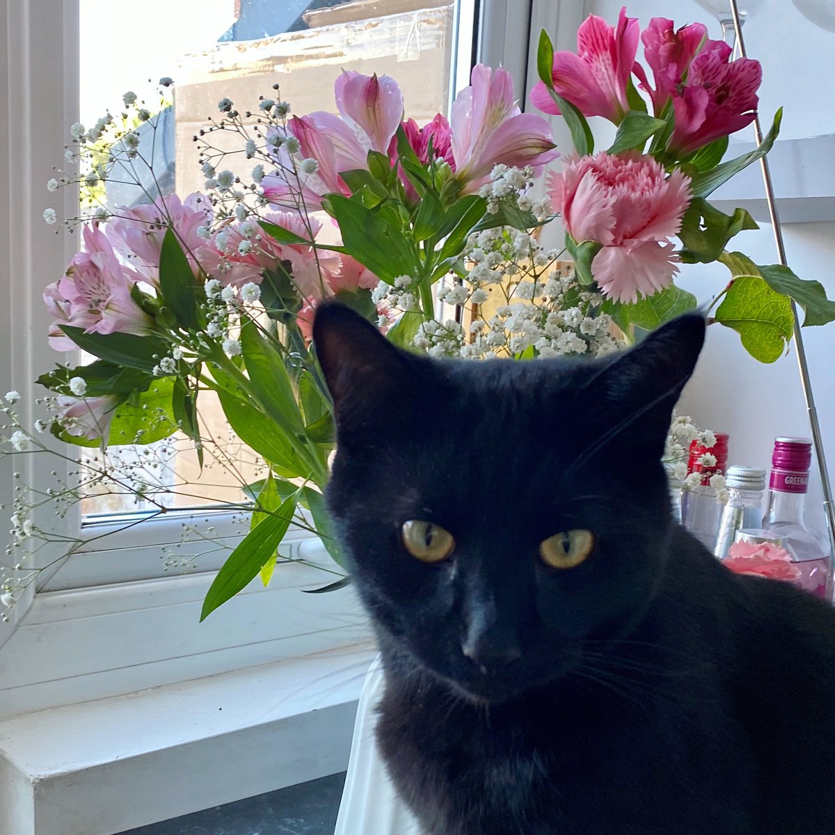Scooby with pretty flowers 💐 which he initially thought were a snack for him! Luckily I’ve managed to rescue them from any further chewing! 🐱🌸🙄 #Cats