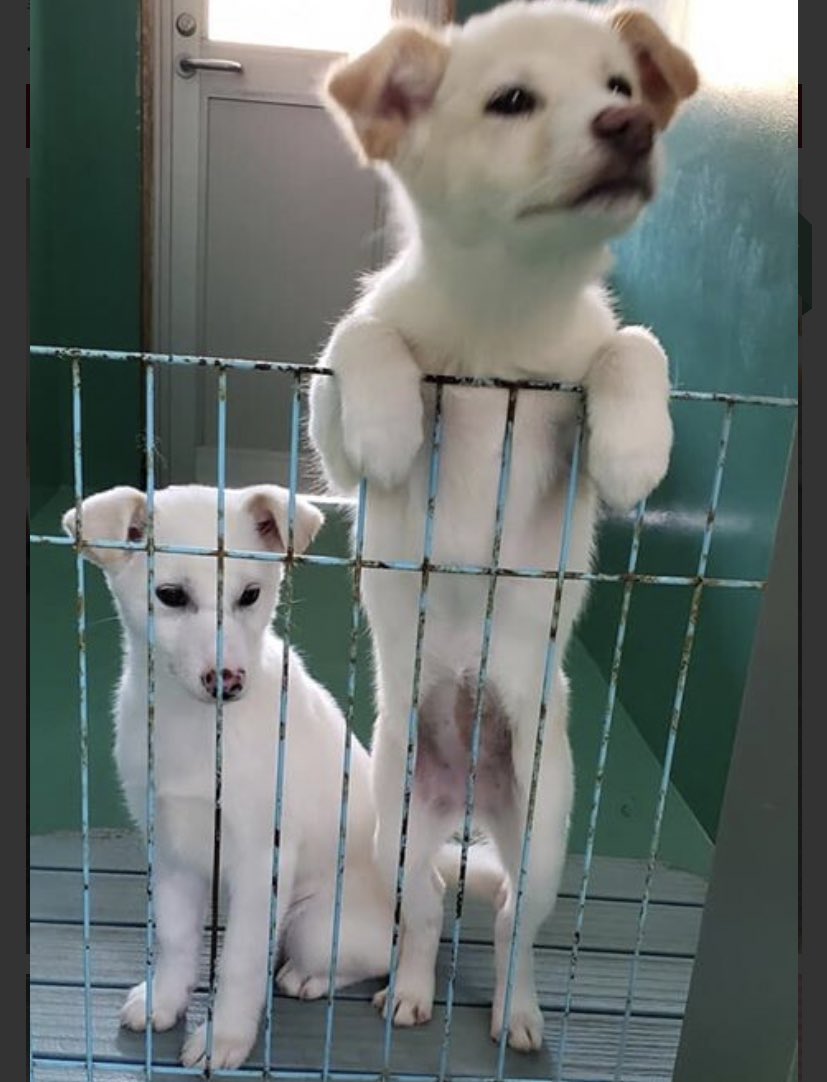 ms_vif's tweet photo. 🆘🆘🆘4／28火期限🆘🆘🆘山口県に収容された生後3ヶ月ほどの真っ白女の子🐶とっても綺麗で可愛い仔です…ただ保健所に足を運ぶ人が少なく、ペットのおうちで家族を募集されてます😢どうか里親様につながります様に🙏🏻💦#里親募集　#保護犬　#山口県動物愛護管理センター　#いちこちゃん　#よーこちゃん https://t.co/kBwkABqB4d