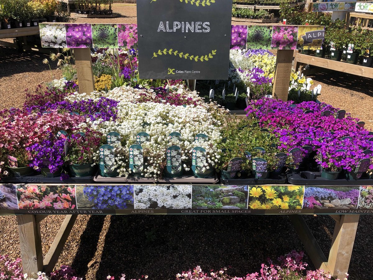 Our Alpine collection is looking good, 1litre Alpines £3.99 or 3 for £10.