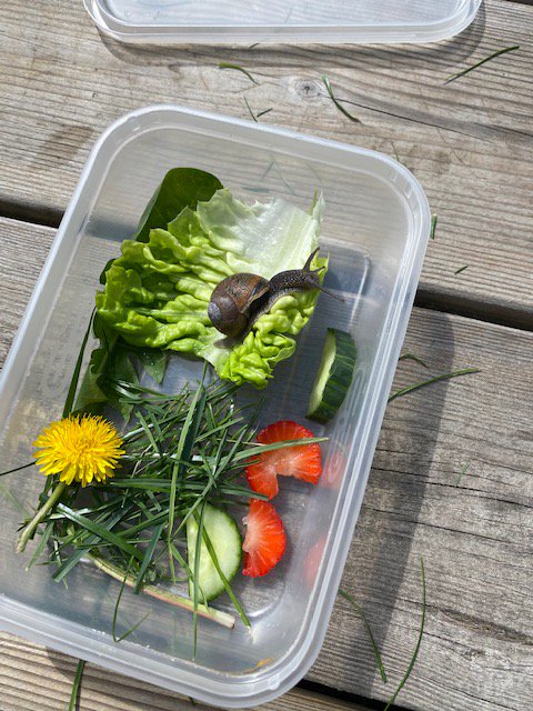 PickhurstNEST's tweet image. Eva in Year 2 has been a busy scientist carrying out a snail investigation! Look at all the lovely food snail was offered, well done Eva!