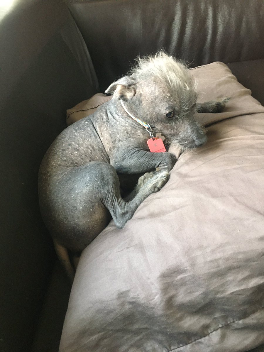 WhyIHatemyGFdog's tweet photo. @RubinReport Have you ever met satan before?  He hangs out at my place https://t.co/yH6RkVg1wS