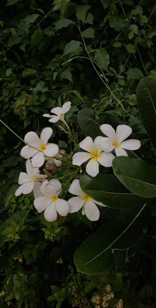 "لعل كل الأشياء البسيطه...
هي أكثر الأشياء تميزاً، ولكن..
ليست كل عين ترى."

- جلال الدين الرومي.