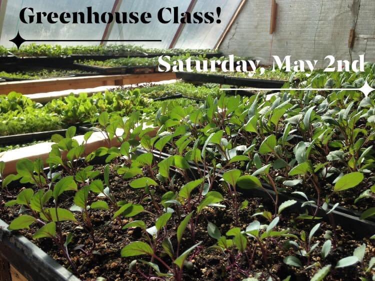 This Saturday May 2nd join us on Facebook for our next online class! Caring for seedlings, transplanting, making fish fertilizer, backyard composting, and more!
Everyone is welcome, cost is free but if you can, please contribute to our Go Fund Me: 
gofundme.com/f/1yxdjwqlg0