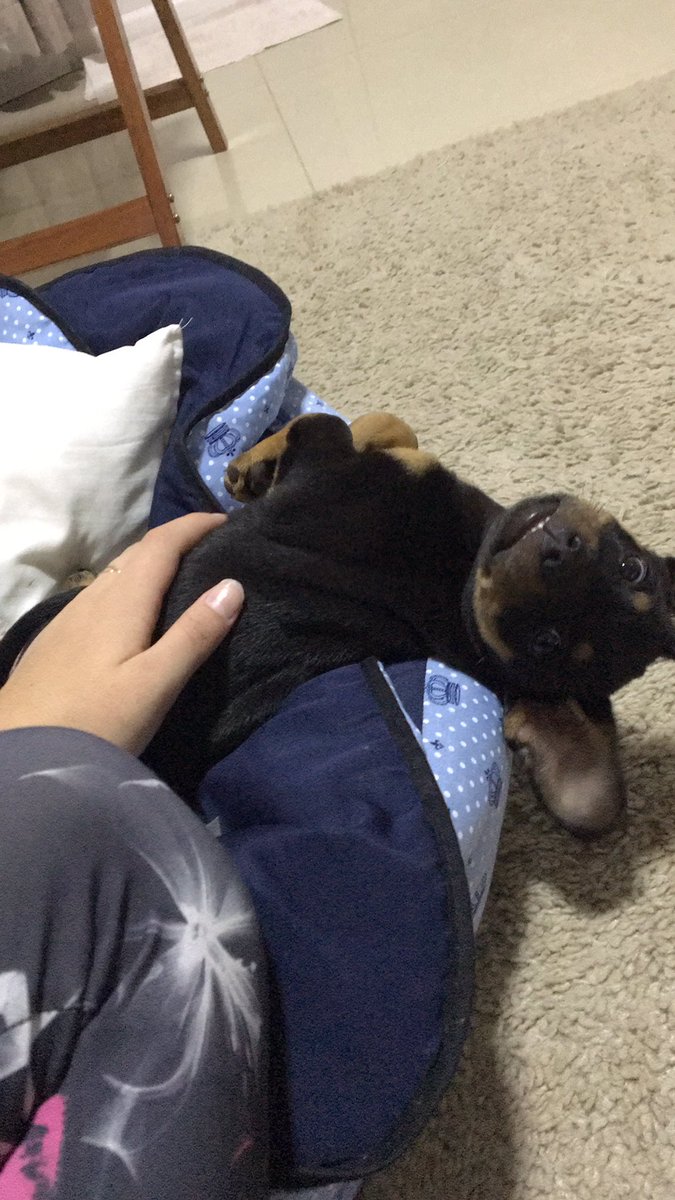 duuda_fran's tweet photo. oi genti 🥰🤩🐕‍🦺 https://t.co/BA6RjfafAt