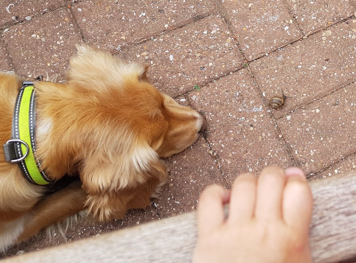 chaosbanditio's tweet photo. We are all just watching the snail apparently. Just watching, not sniffing, or nudging or investigating,  just watching it. Whatever you say @GrubbyBubba , Humph! This is as good as it gets in #lockdownuk https://t.co/ibATUwVuLk