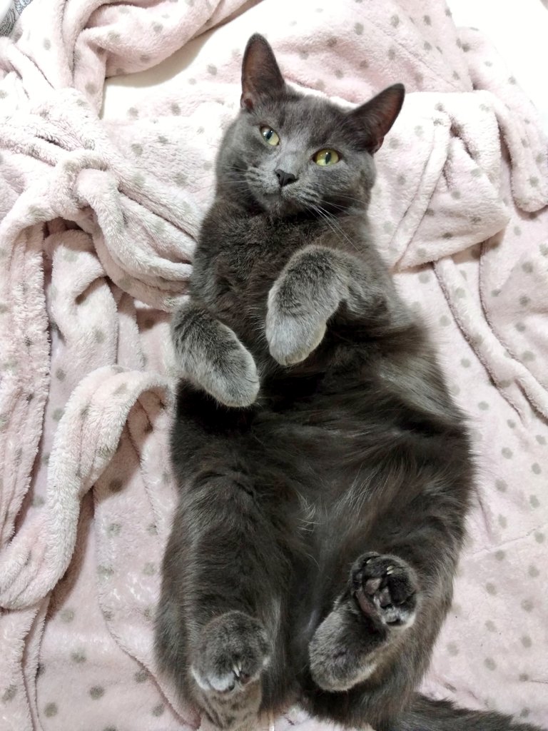 Paf & Tika tweet media