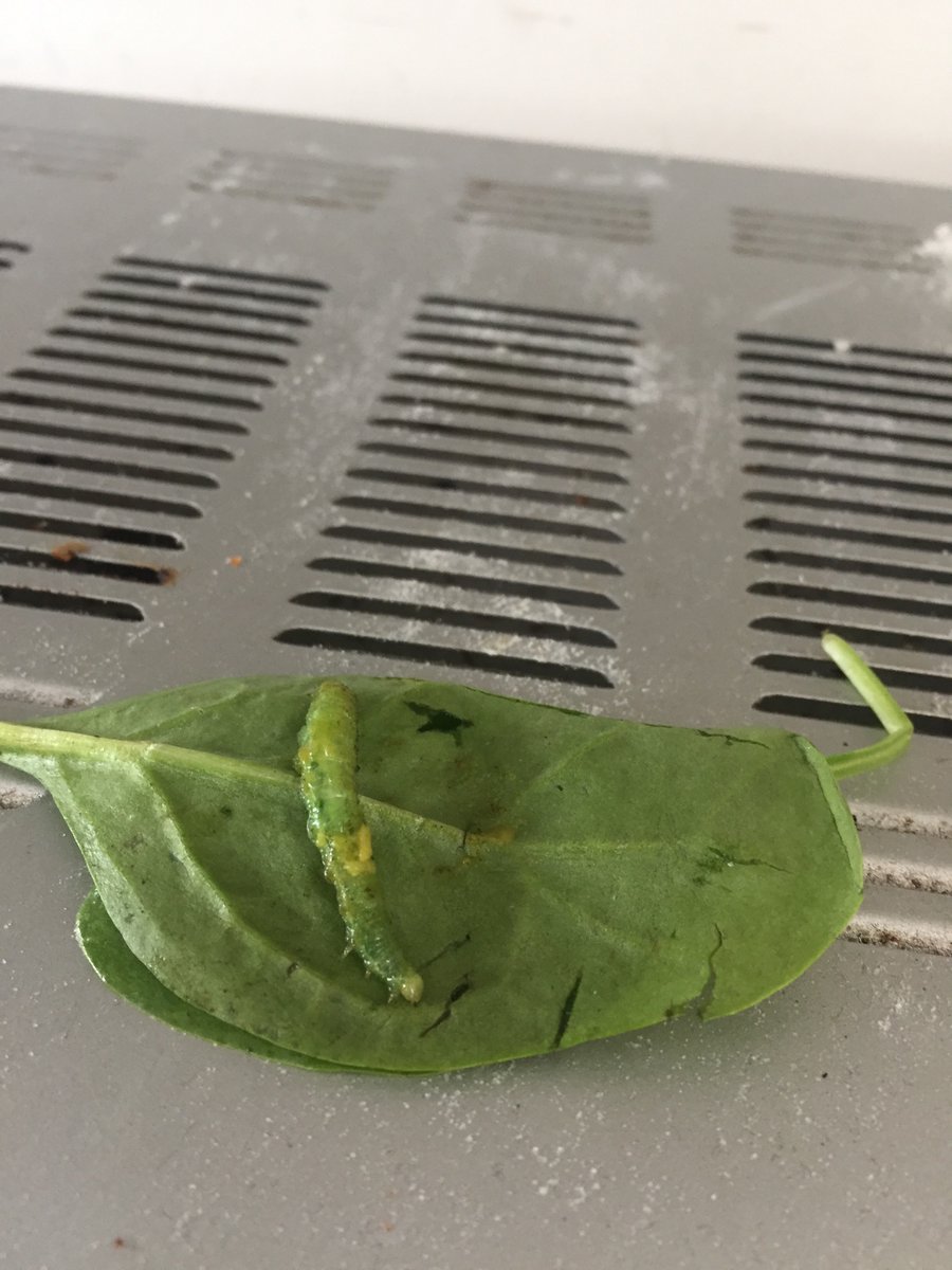 juliewooli's tweet photo. Hi @Tesco I opened my salad today and found a MASSIVE caterpillar inside! So gross! I had to throw the bag away. Luckily my housemate spotted it before I ate it!! https://t.co/V3OfHKwWbS