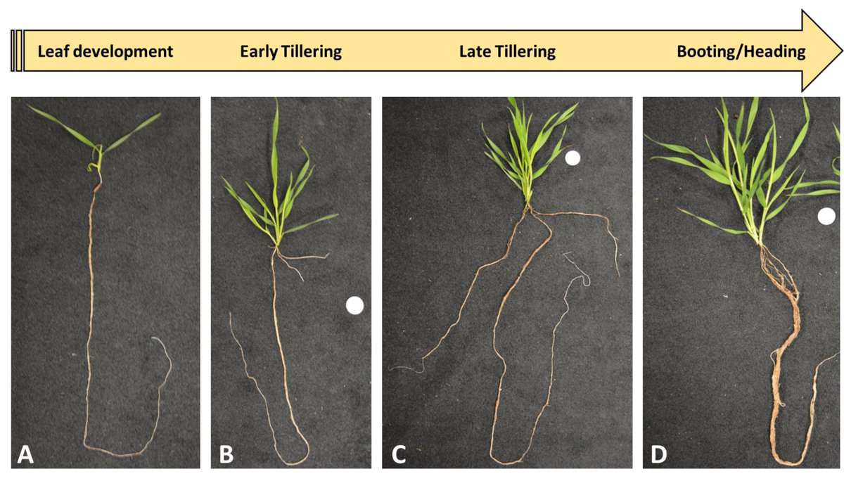 Excited that our new paper on #Brachypodium rooting in a growth-phase dependent manner just came out rdcu.be/b3Oy4. Thanks to the great team who helped make this project possible! #TranscriptionFactor #roots @EMSLscience @sciencePNNL @RootBiologyNews