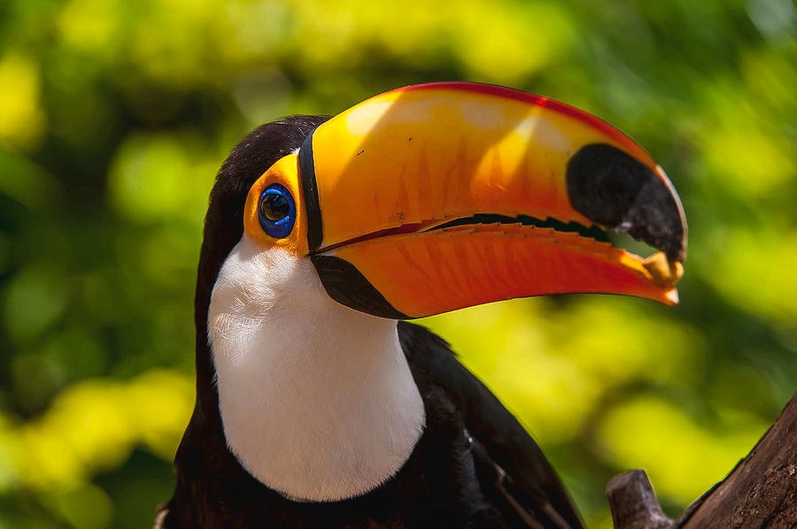 aViewFromaHill's tweet photo. Toucan #Birds https://t.co/lVLcuIzyWT