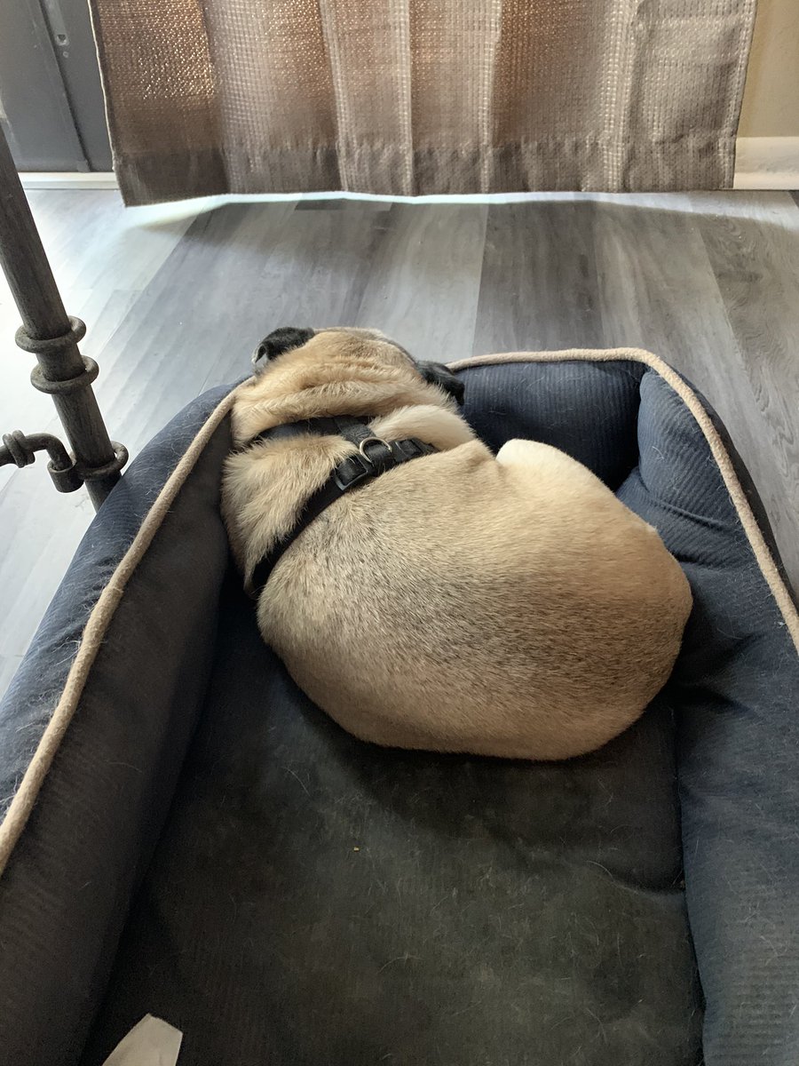 FBDaniel's tweet photo. Rosie the Pug is practicing social distancing which allows me to answer my @collierschools emails and #WebEx. #CCPSProud #CCPSSeniorStrong #pugbutt #snoring https://t.co/oXbmFEFIKj