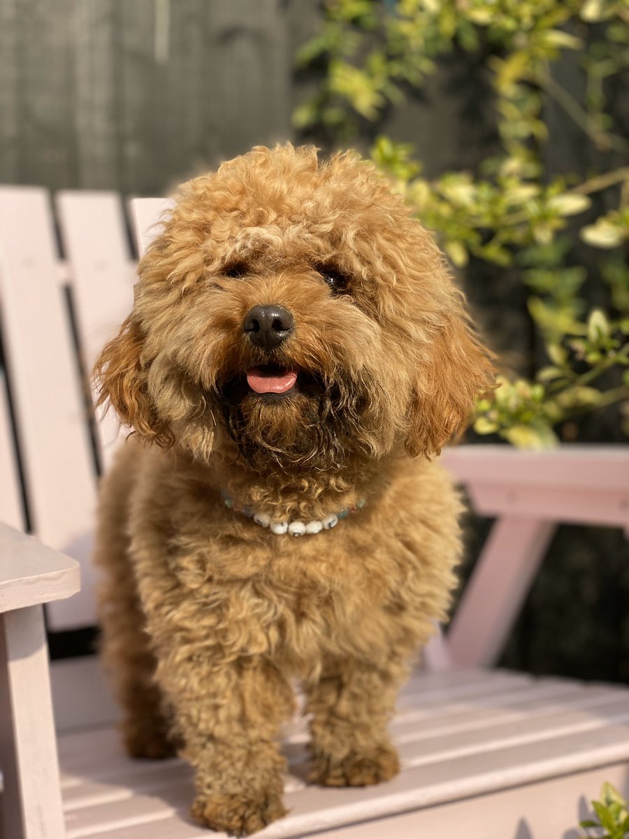 The news is too much but my dog turned 1 today 🥳