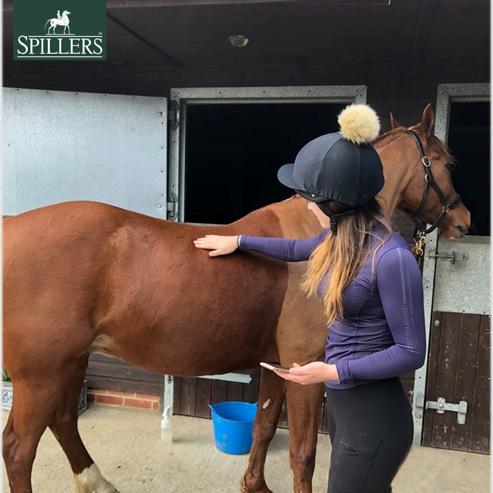 Equestrian Influence tweet media